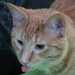 Lucky | 阿吉 - @averyluckycat - Instagram