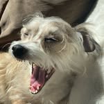 Lucky 🍀 - @a_very_lucky_puppy - Instagram