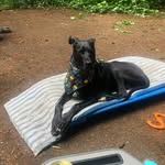 Avery Lyle - @avery_davethedog243 - Instagram