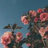Avery MacKenzie - @avery485sing - TikTok