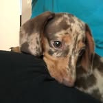 Avery Madsen - @avery_the_mini_giraffe - Instagram
