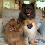 Harper🐵 • Avery🦊 • Major🐻 - @moms3poms - Instagram