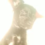 Fritz Lee - @averymajors123 - Instagram