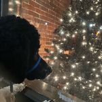 Bernard Avery Massey - @bernie._the._poodle - Instagram