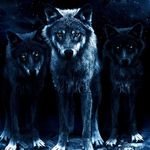 Avery McCormick - @arcticwolf_clips - Instagram