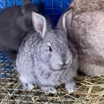 Avery Meadows TAMUK-C - @averymeadows_tamuk_rabbitry - Instagram
