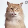 Avery Michaels - @cat_lover2929 - TikTok