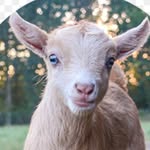 Avery Reece - @goats_for_life12 - Instagram