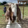 averyroan - @averyroan - TikTok