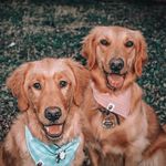 Avery, Sawyer, Baloo, Bagheera - @adventuresofaveryandsawyer - Instagram