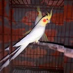 Shahan Bird's Aviary - Facebook