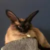 Avery Shaw - @avery.shaw34 - TikTok