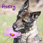 Avery, the German Shepherd - Facebook