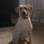Avery Shook - @trainhard_playharder - Instagram