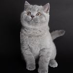 AVERYSHORTHAIRS - @averyshorthairs - Instagram