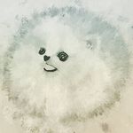 ♡sofi♡ - @averyshortdog - Instagram
