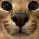 Avery J Soto - @barbatos708 - Instagram