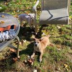 Theodore, Avery, and Sparrow - @catahoula_and_doodles - Instagram