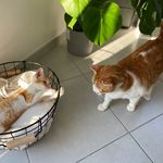 Avery & Spencer 🐈🐾 - @avery_spencer_elncd - Instagram