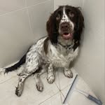 Avery 🐶 - @avery.springerspaniel - Instagram