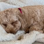 Avery Springer - @dog__lover12345678 - Instagram