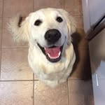 Avery Stiles - @avery.goldey - Instagram