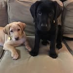 Stout & Avery - @stoutandavery - Instagram