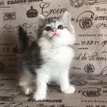 Avery Terrell - @atfultz45 - Instagram