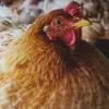 Avery Torres - @avery.torres34 - TikTok