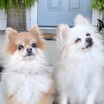 Avery & Piper Wilkinson - @nugandpip_thepoms - Instagram