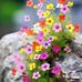 Avi Nath - Facebook