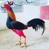 avieserperez641 - @avieserperez641 - TikTok