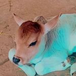Avi 009 - @avi_purohit__0971 - Instagram