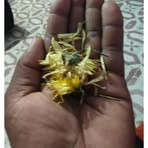 Avi Ramu - Facebook