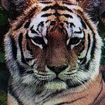 Avi Shapiro - @avi.shapiro.560 - Instagram
