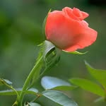 Avi Sharma - @simpl._girl_26601 - Instagram