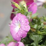 Avigail Steinberg - @avigail_steinberg - Instagram
