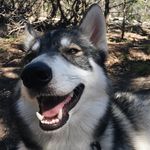 Avi \\ husky wolf mix - @avi_theadventuredog - Instagram