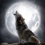 Avi🖤 - @lone_wolf__avi__ - Instagram