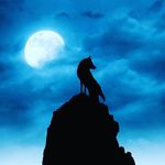 Avi Wolf - @aviwolf6 - Instagram