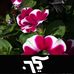 Avner Shiloach - Facebook