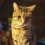 Avon Cat Rescue - @avoncatrescuewelford - Instagram