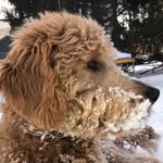 fenny avon jones - @fenny_wap_the_doge - Instagram