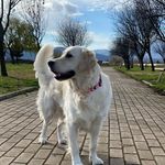 Avra🎀 (Αύρα) - @goldenretriever_avra - Instagram