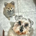 Avril & Bailey🐶🐾 - @blended_family0210 - Instagram