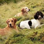 Avril Brown - @leadburngundogs - Instagram