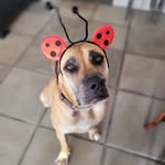 avrilchambers - @avs_funding_for_furbabies - Instagram