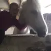 Avrileqestrian - @avril.forde - TikTok