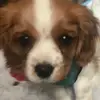 Avril Henry - @innovate.pr - TikTok