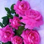 Awilda Rivera - @awilda.rivera.1959 - Instagram